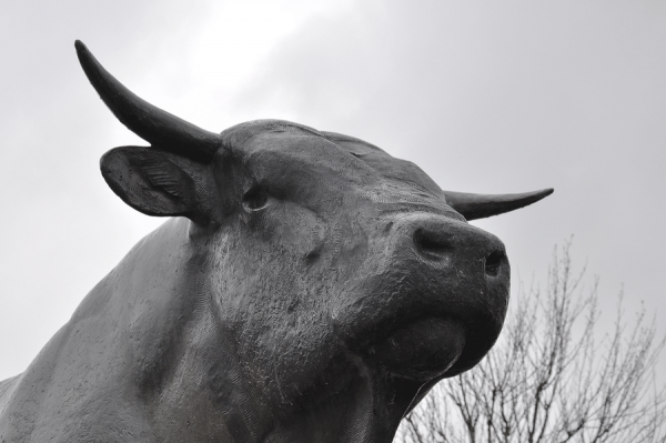 Stier-von-Aubrac